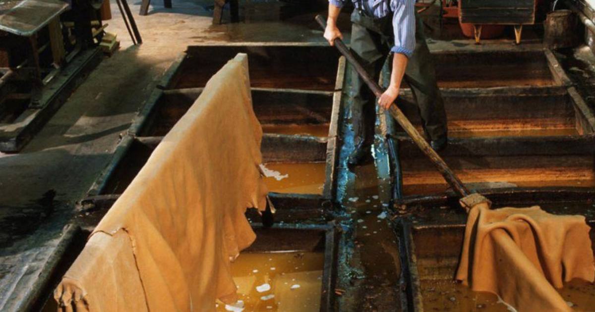 Vegetable Tanning Process